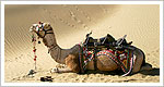 Rajasthan Tours