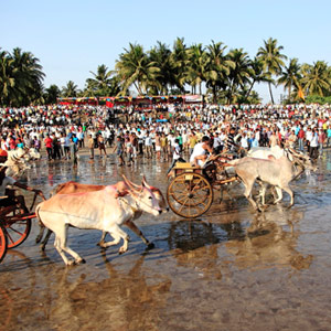 Alibaug - Festive Celebrations